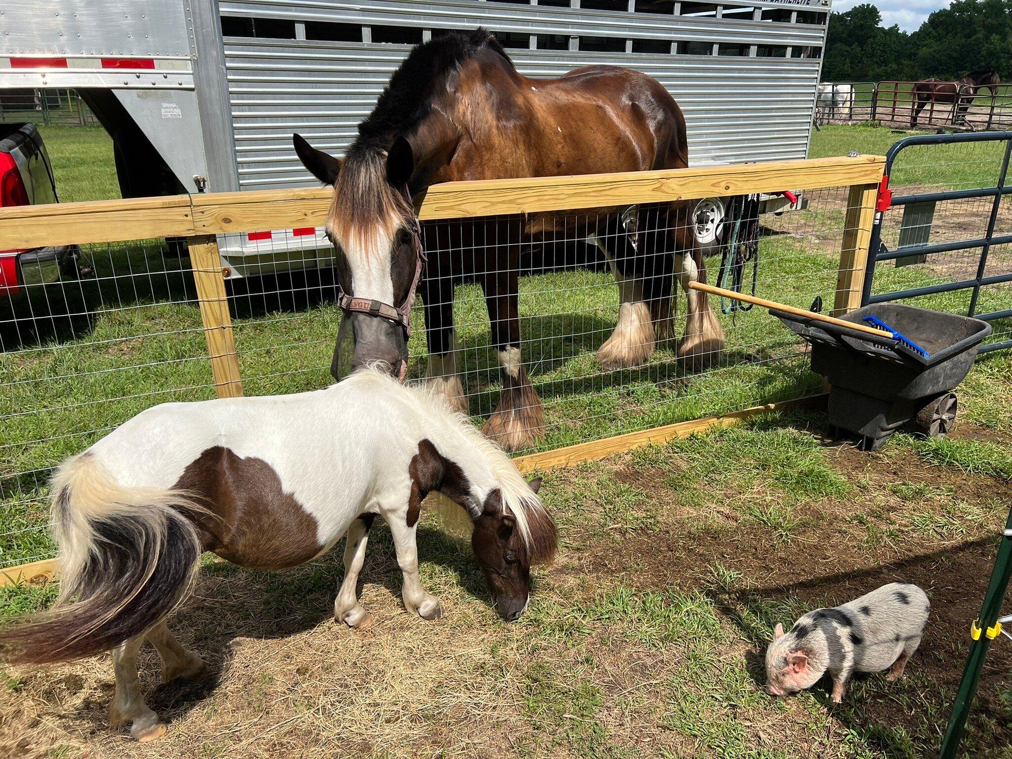 Beaufort's Barnyard & Petting Zoo