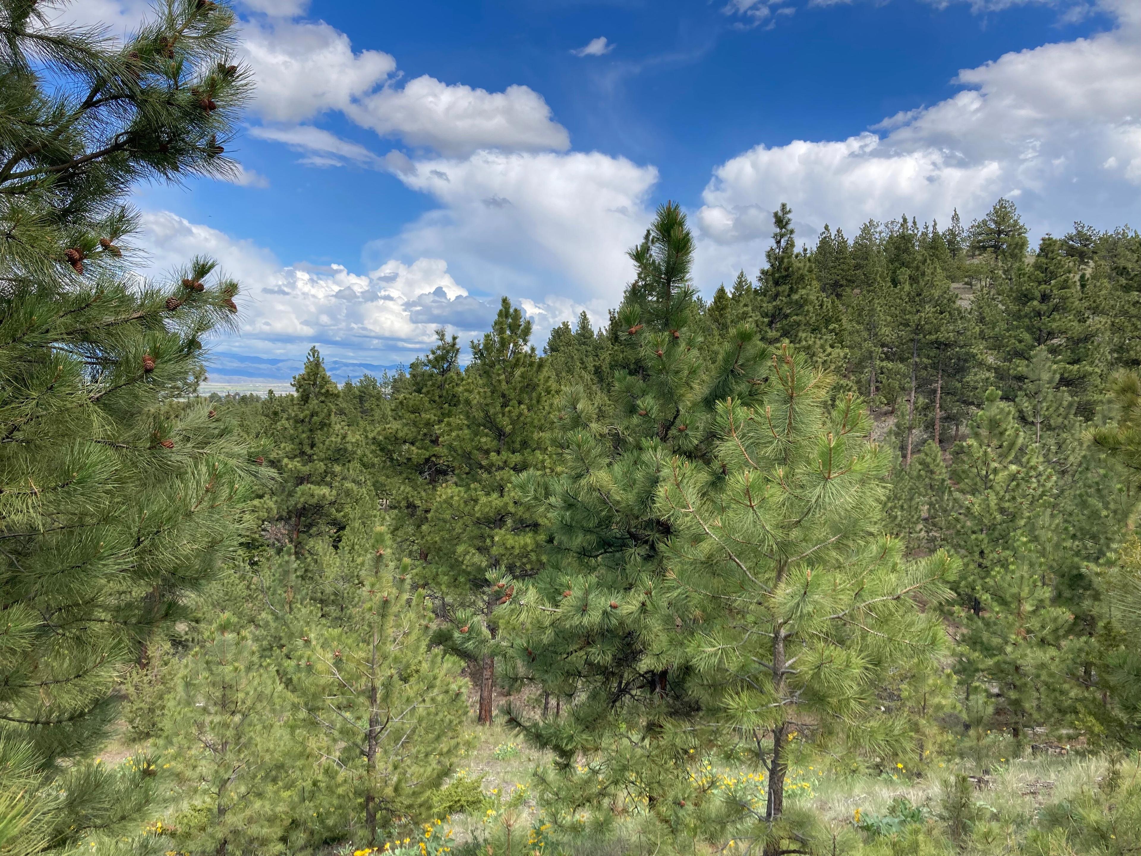 Mount Ascension Trail Head