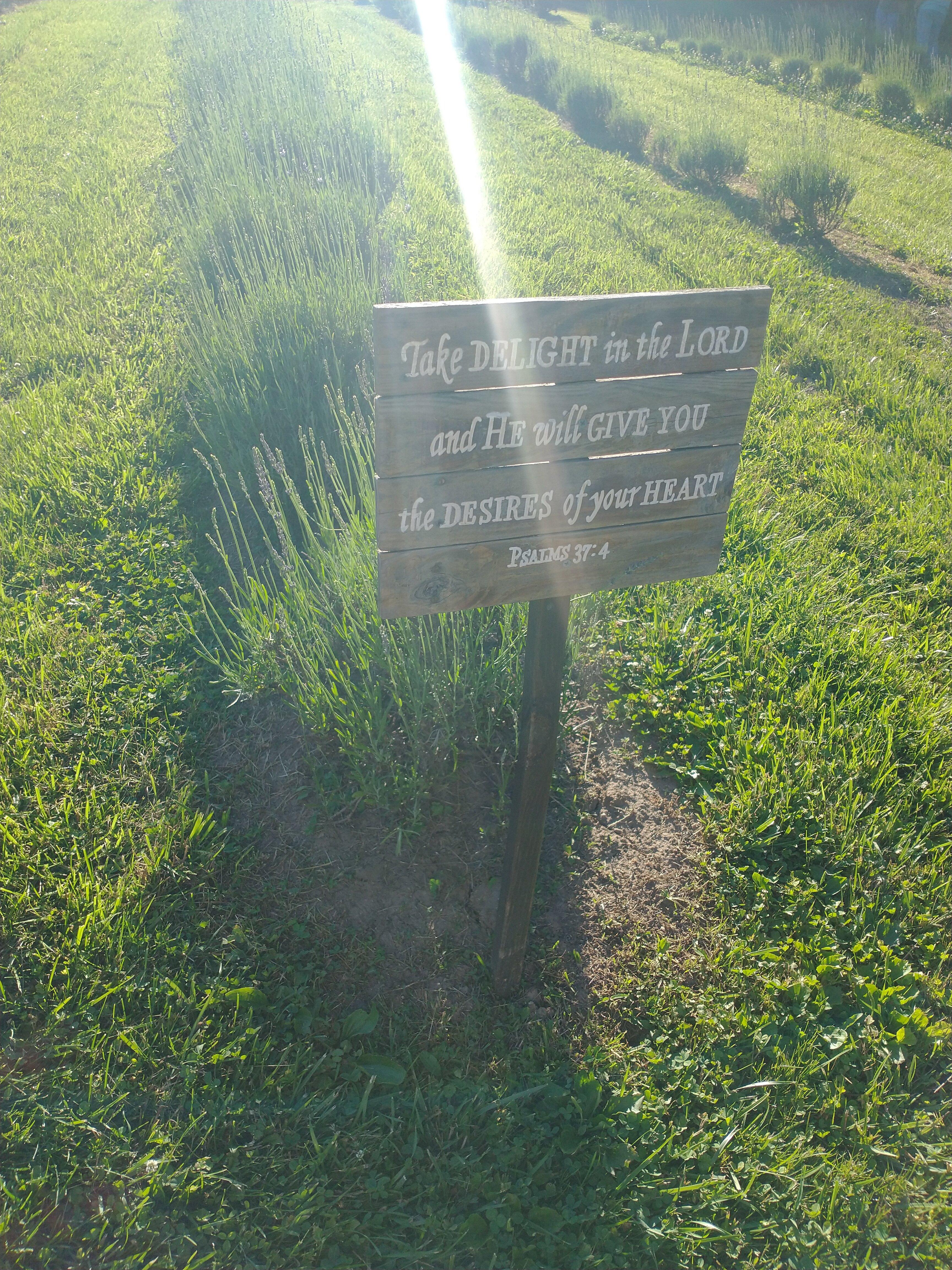 Sunshine Acres Lavender Farm