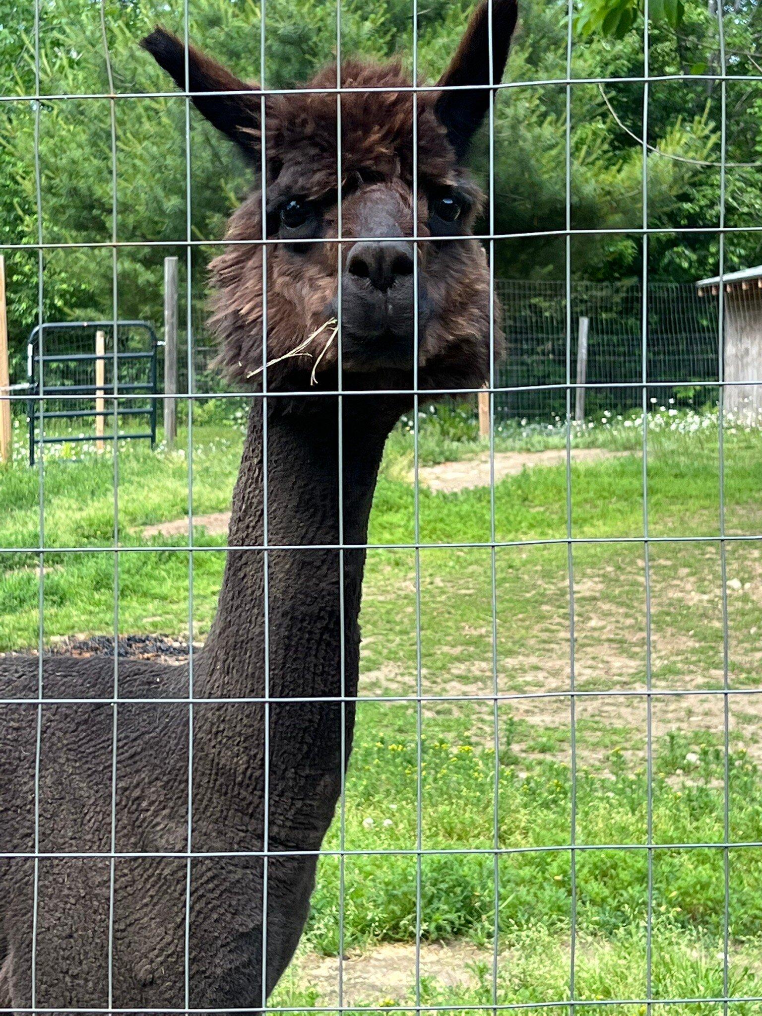 The Blue Alpaca Ranch and Store