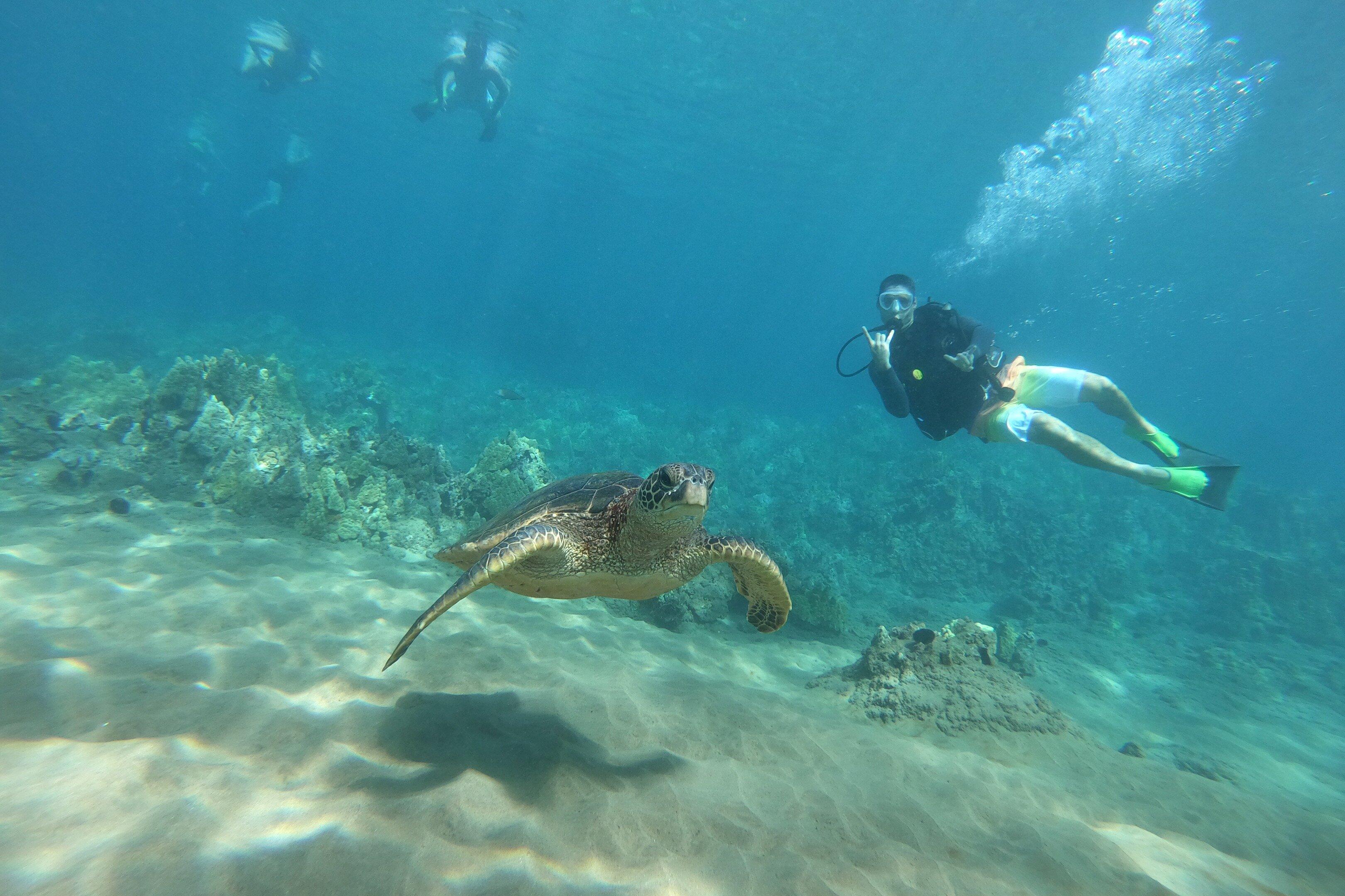 Try Scuba at Turtle Town, No Experience Needed!