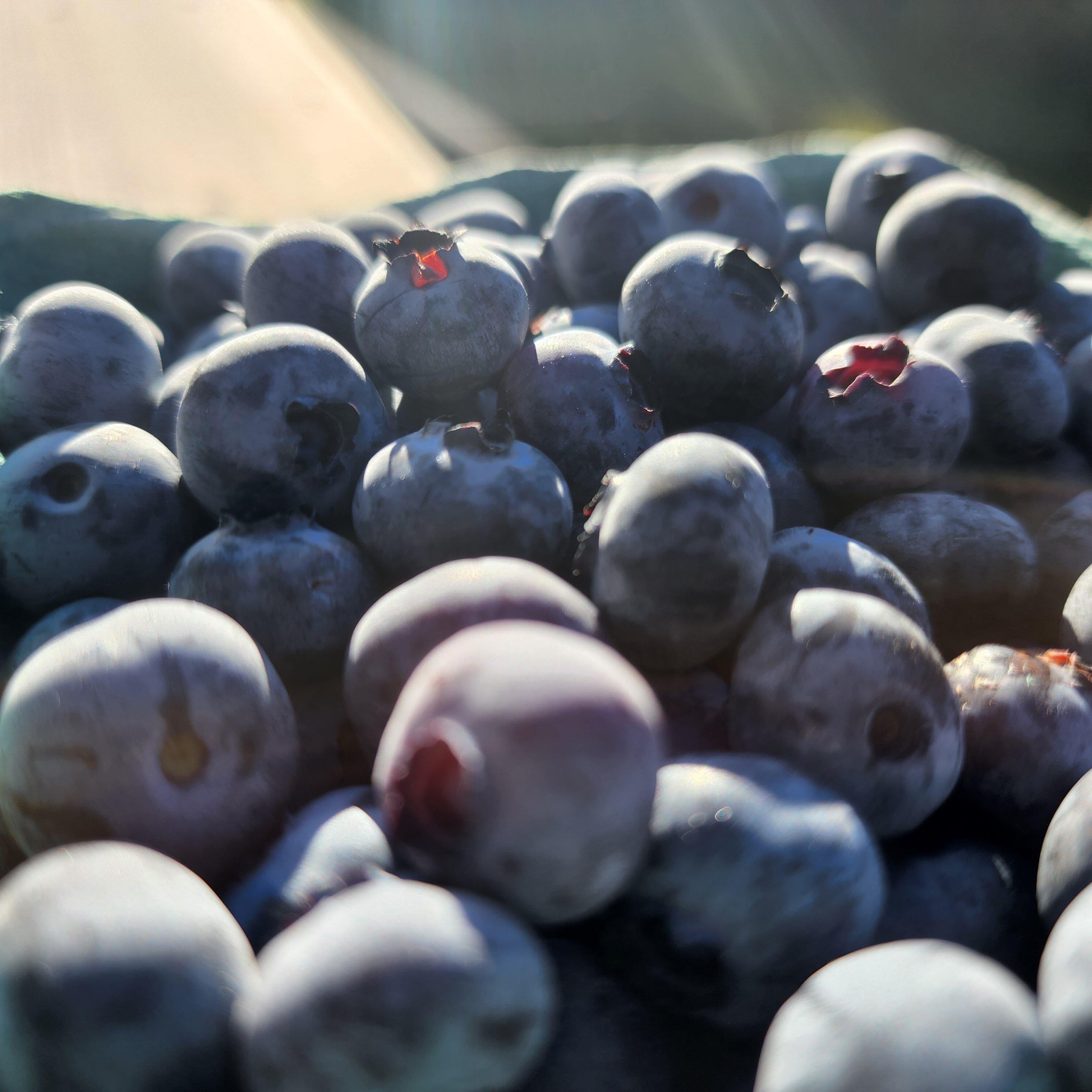 Billy Boy's Blueberry Barn