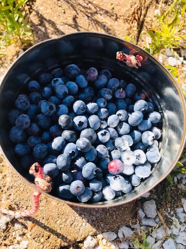 Billy Boy's Blueberry Barn