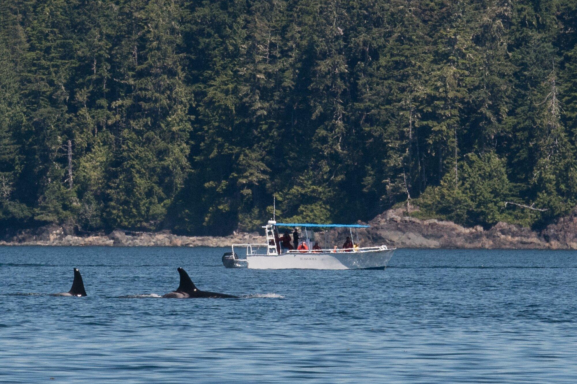 Seasmoke Whale Watching