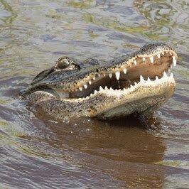 Airboat Tour Fort Lauderdale