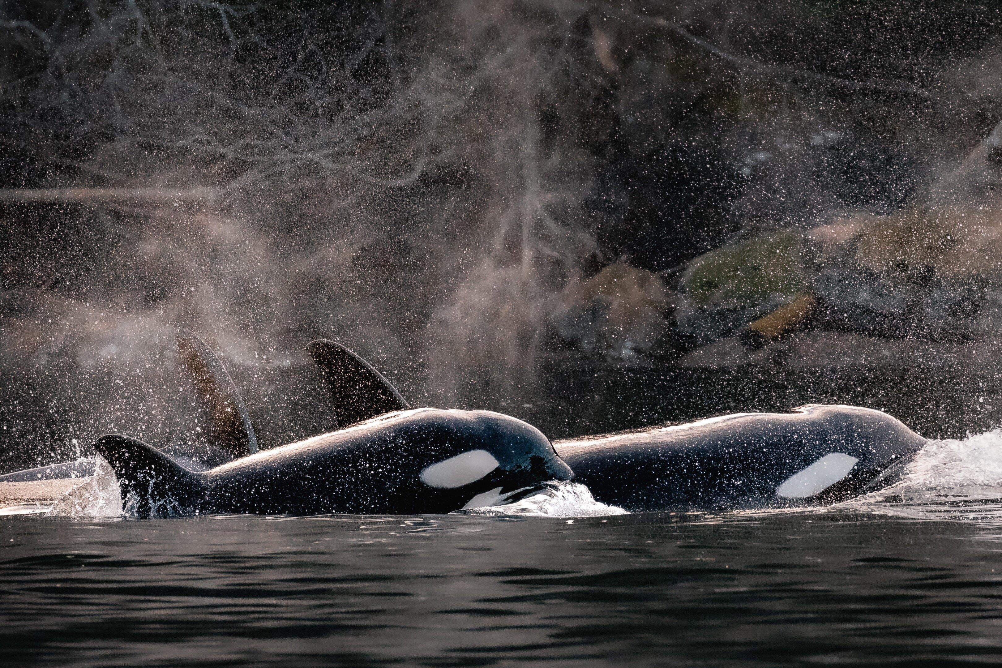 Vancouver Island Whale Watch