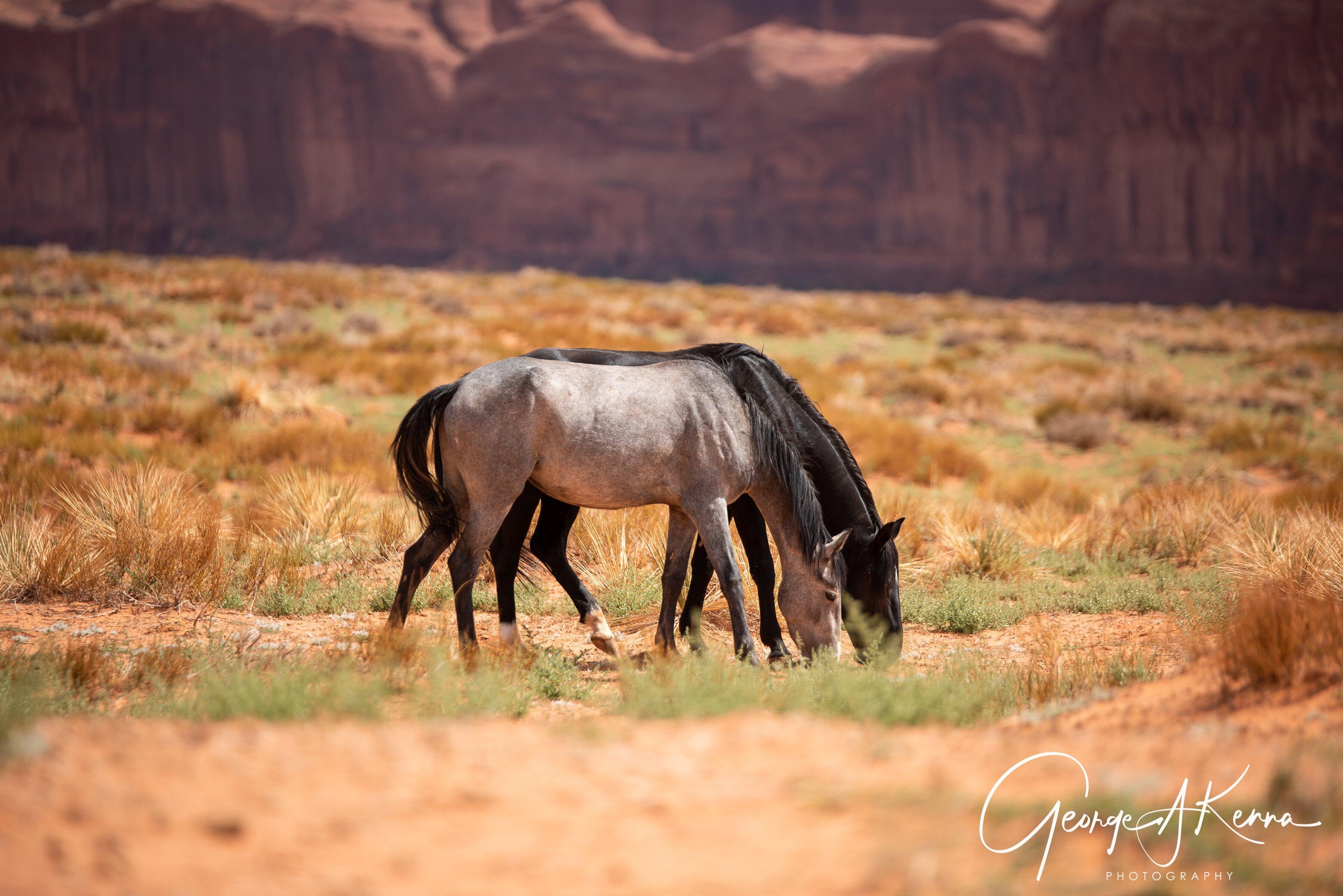 Arizona Luxury Expeditions - Monument Valley