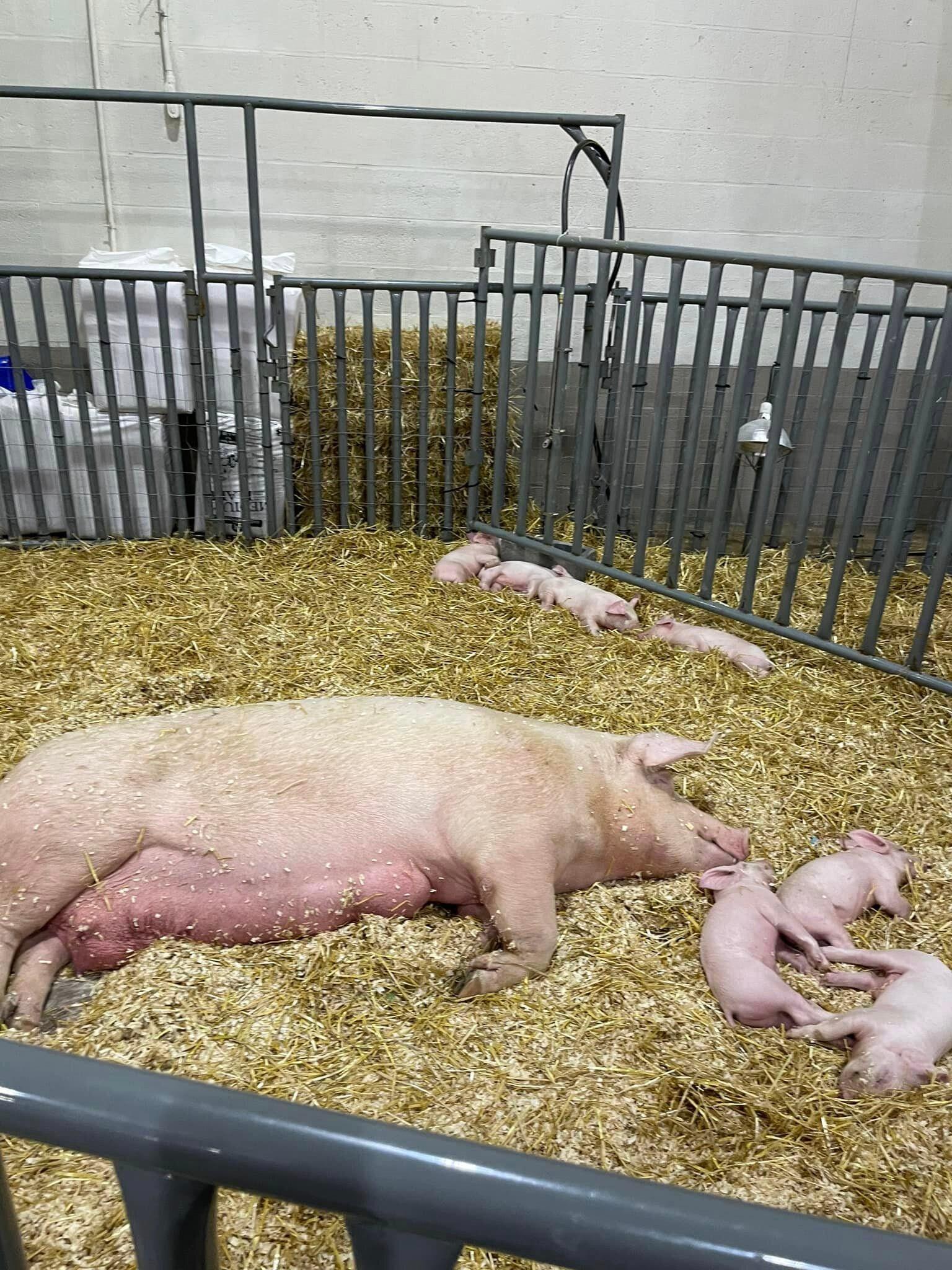 York State Fair Grounds