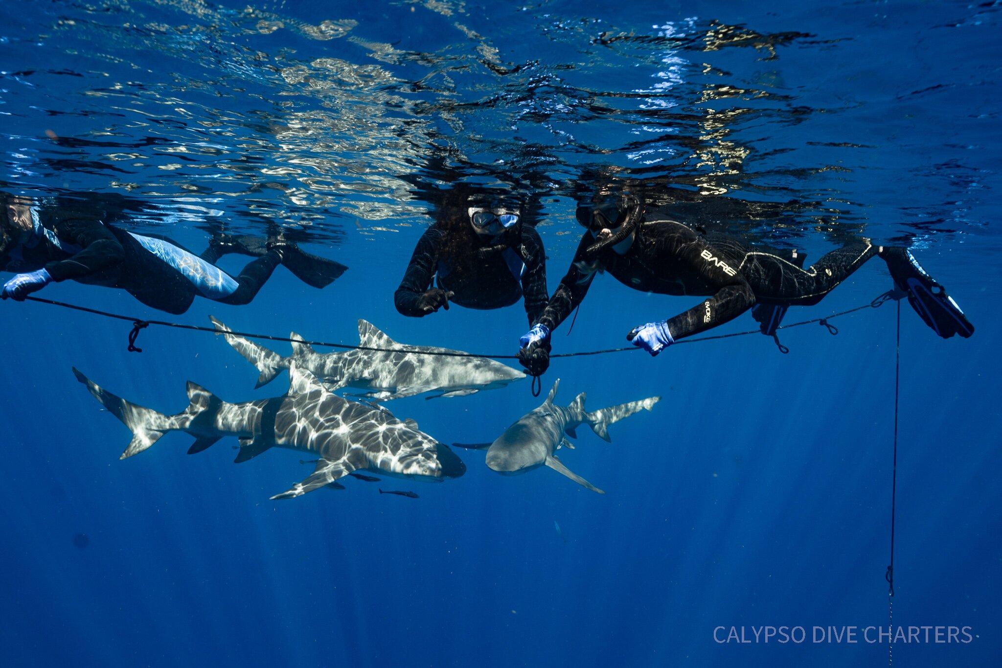 calypso dive charters