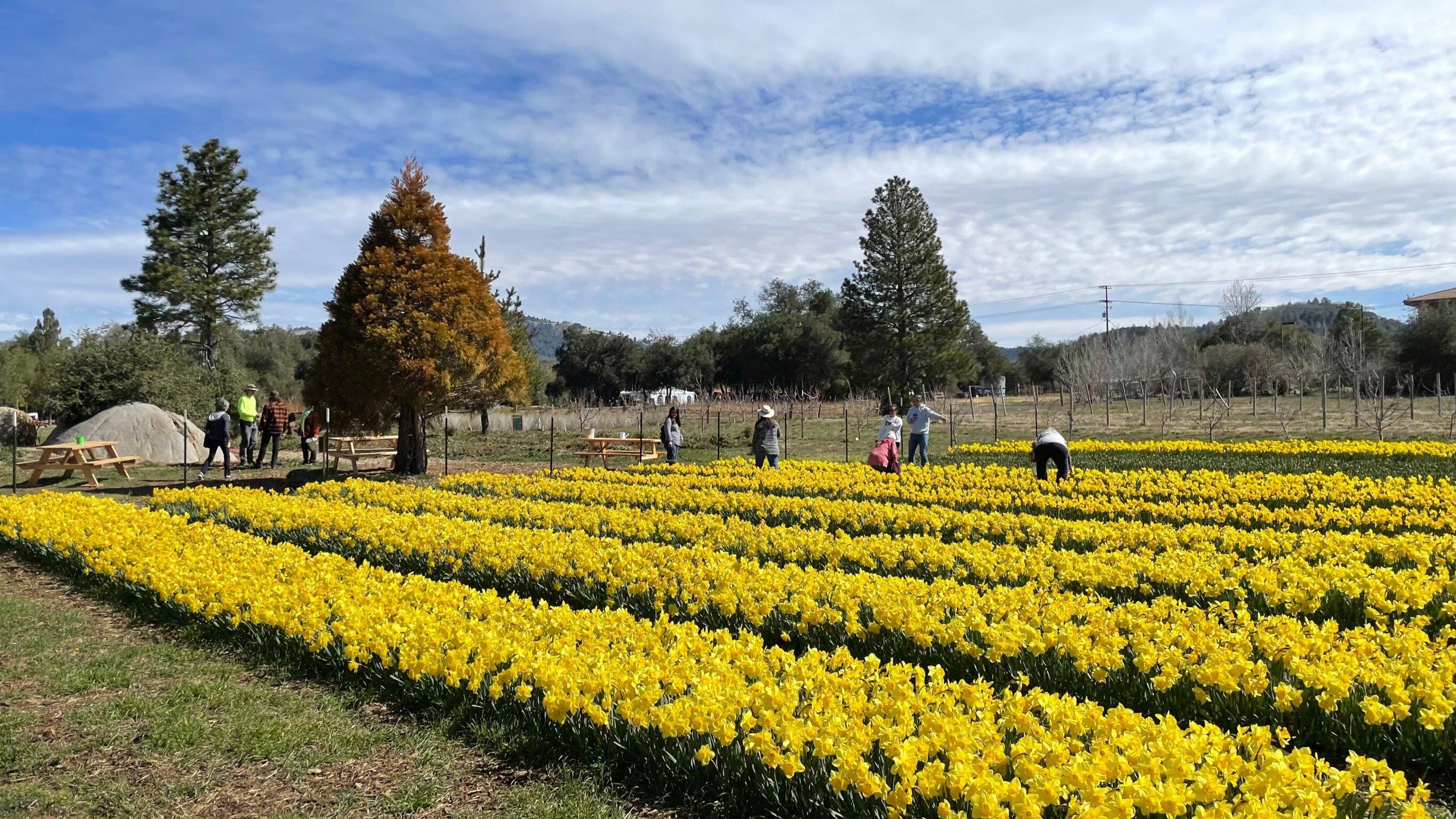 Julian Farm And Orchard