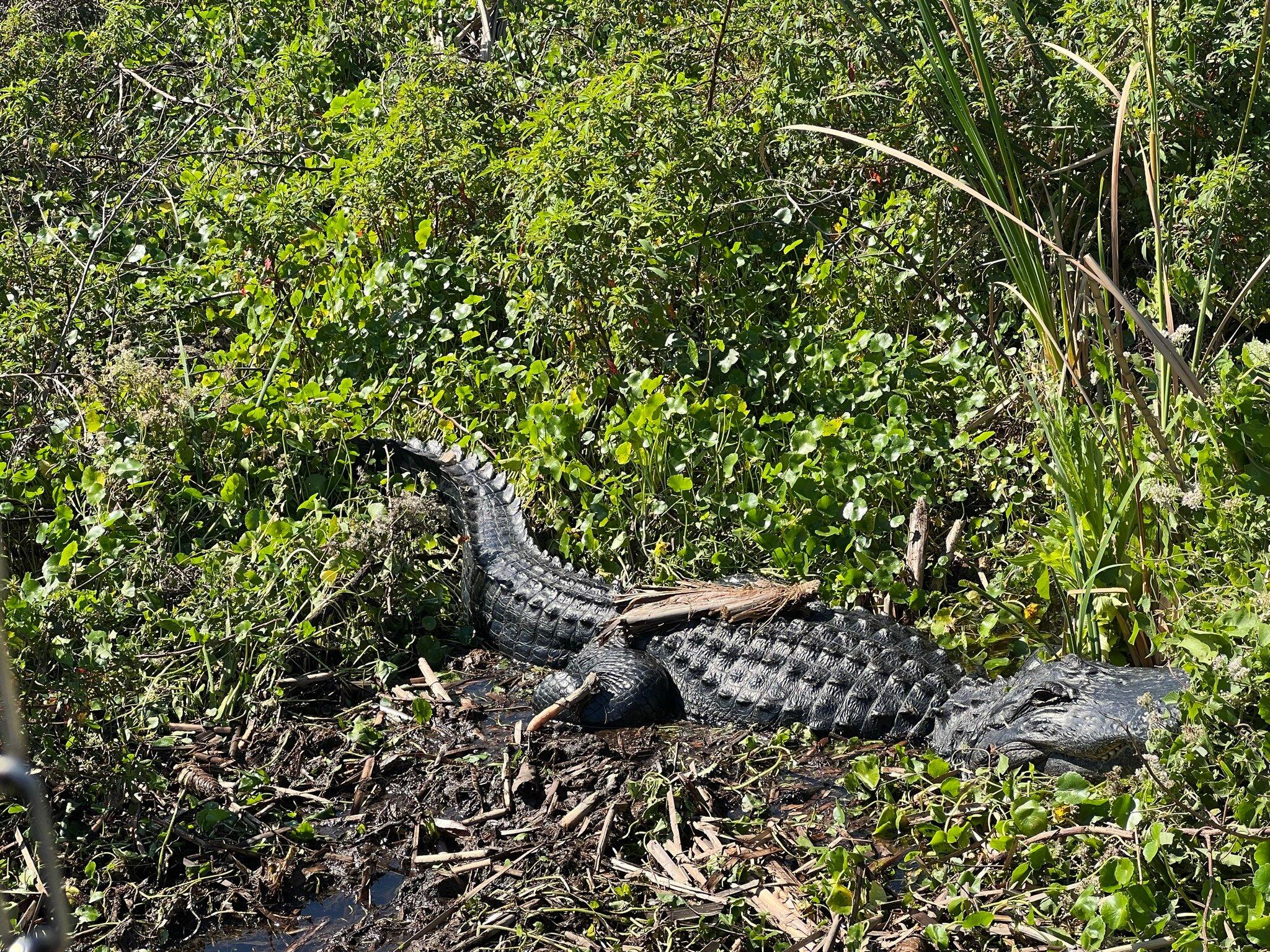 Okeechobee Airboat Rides & Eco Tours