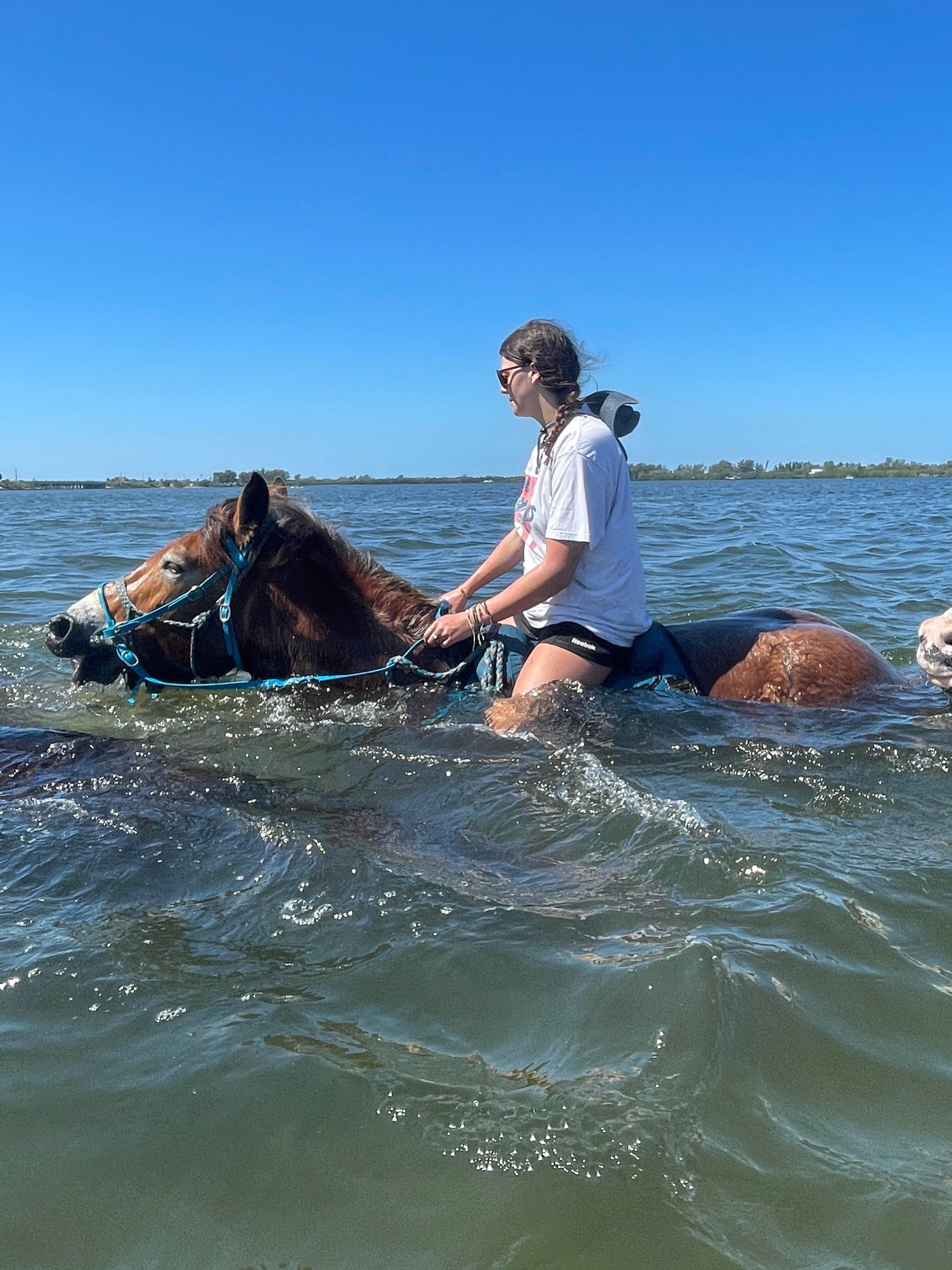 Carousel Sea Horses Llc.