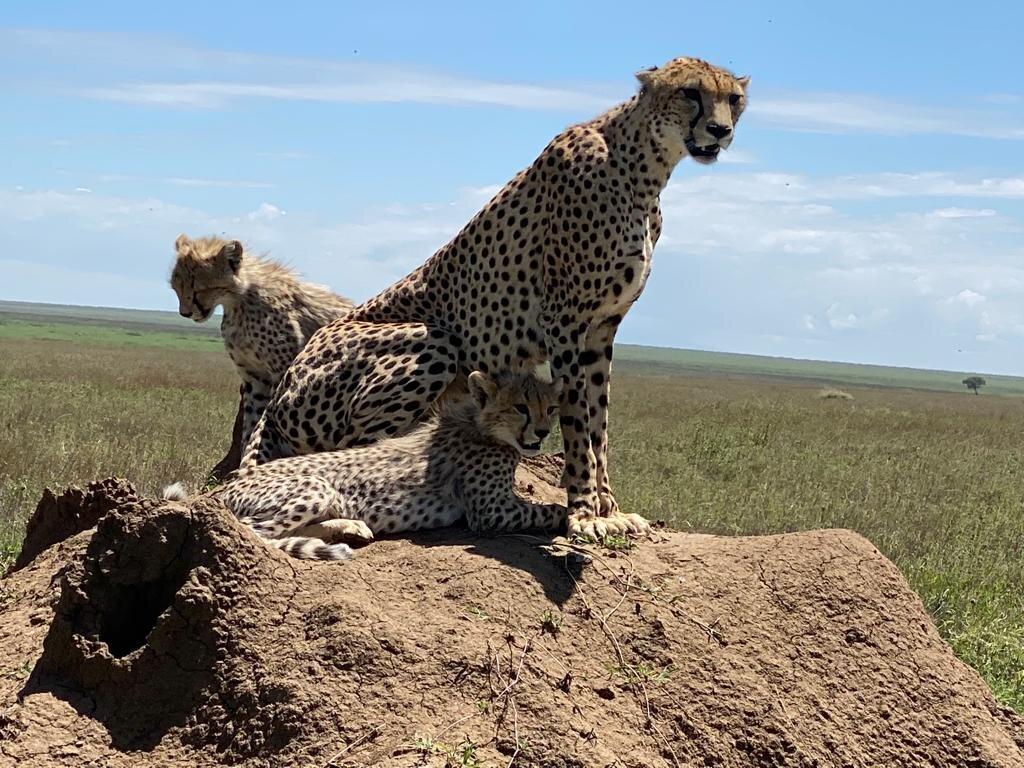 Photo by kibokosafaris1