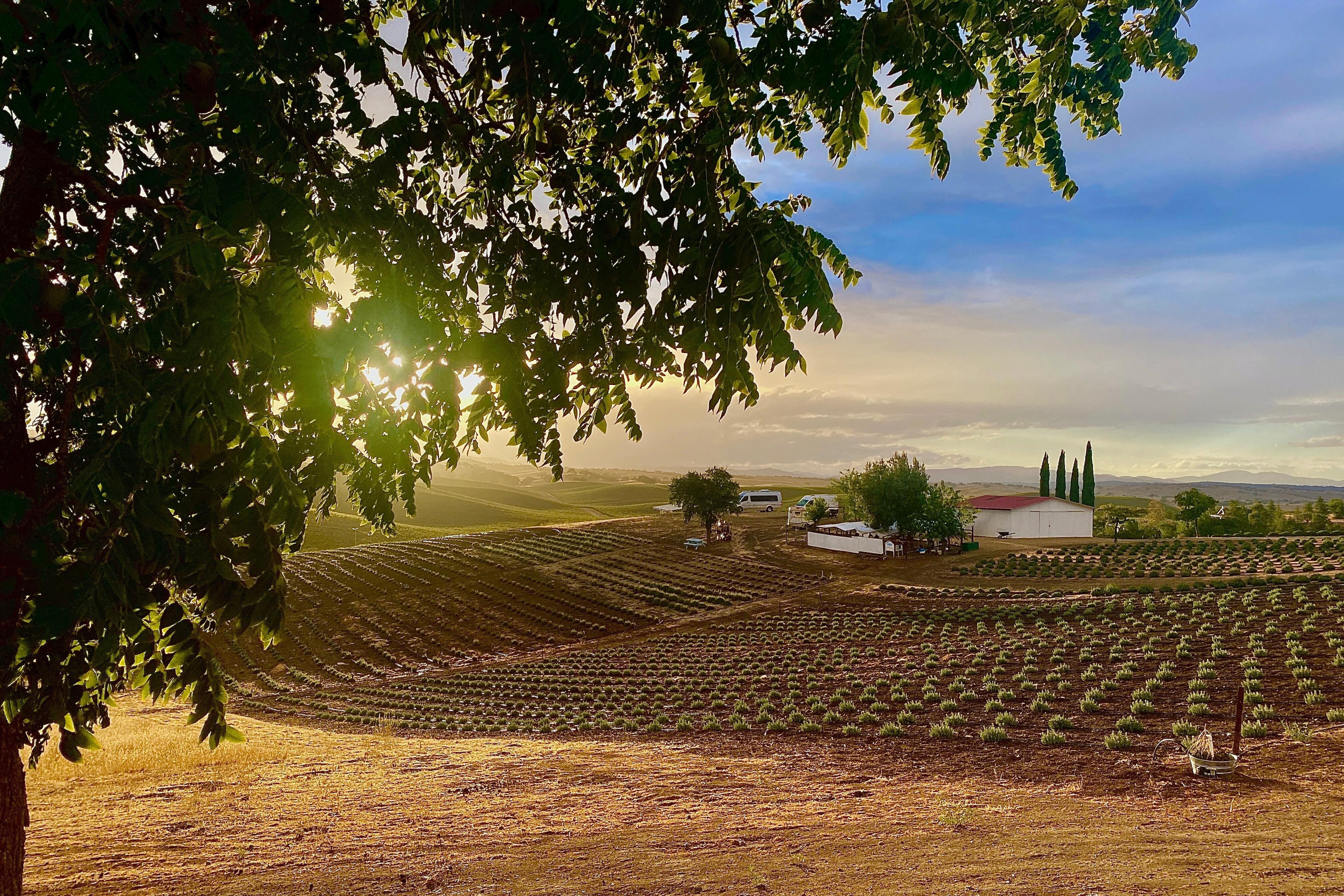 Hambly Lavender Farm