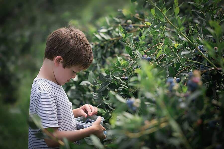 Brambleberry Farm