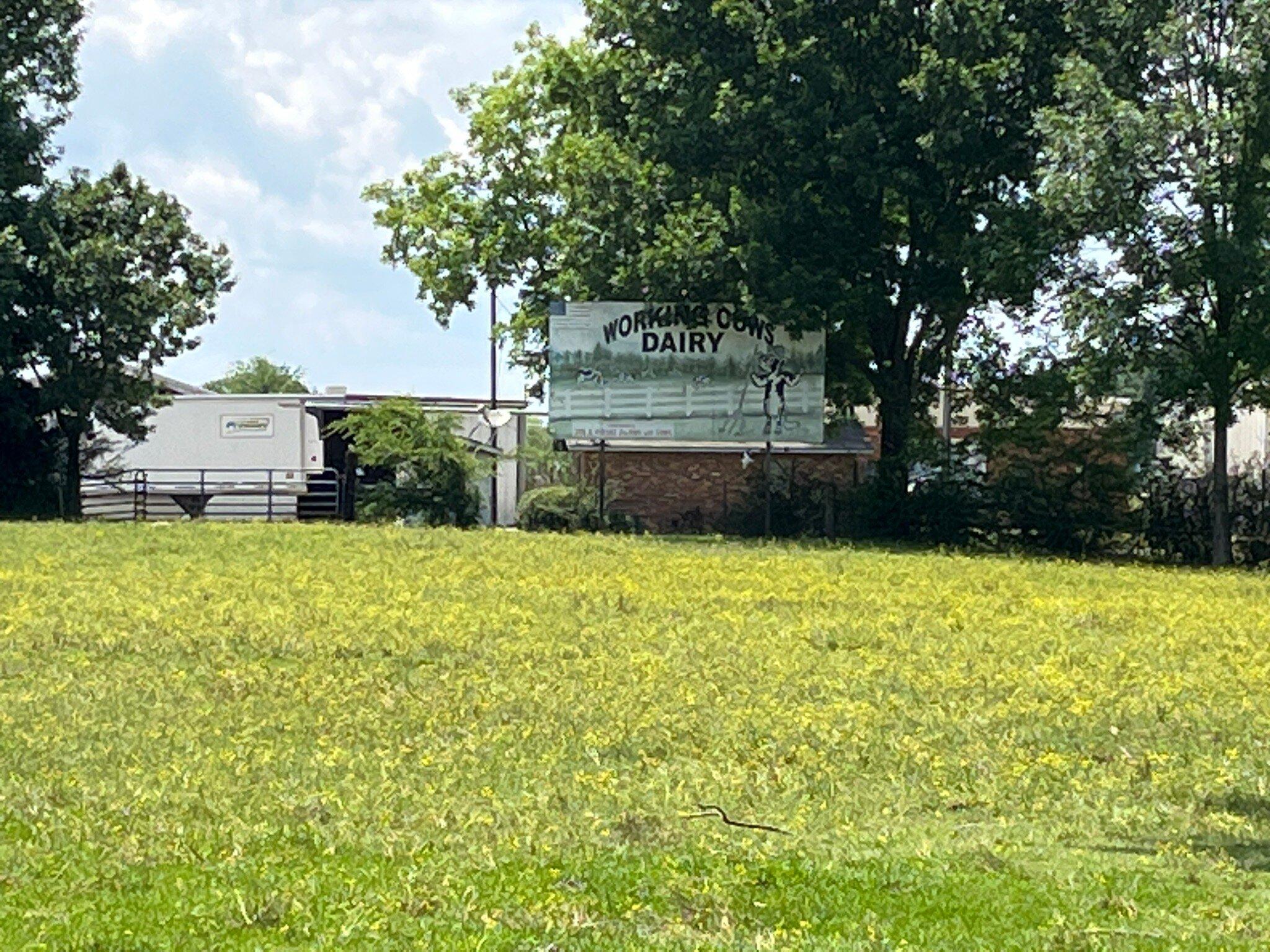 Working Cows Dairy