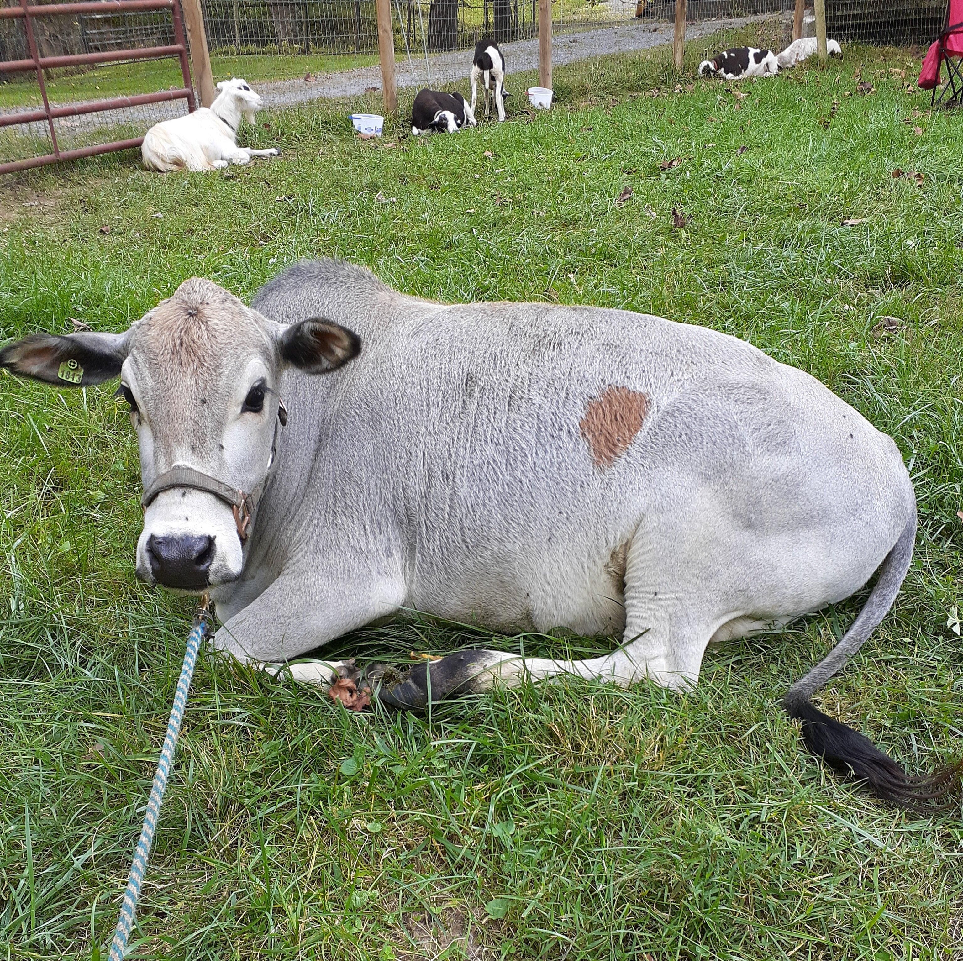 Heavenly Heart Farm & Mini Petting Zoo