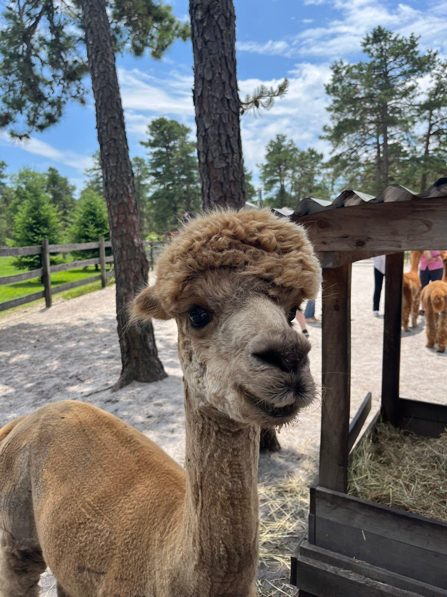 Out Of Sight Alpacas