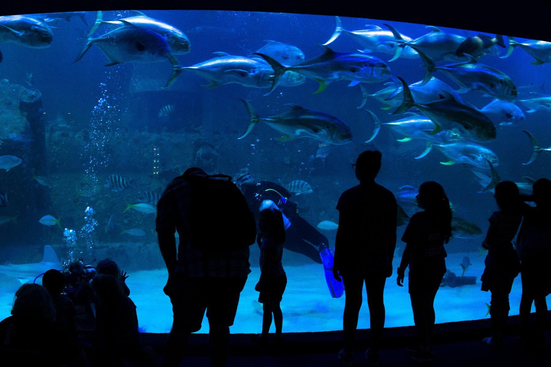 North Carolina Aquarium at Pine Knoll Shores