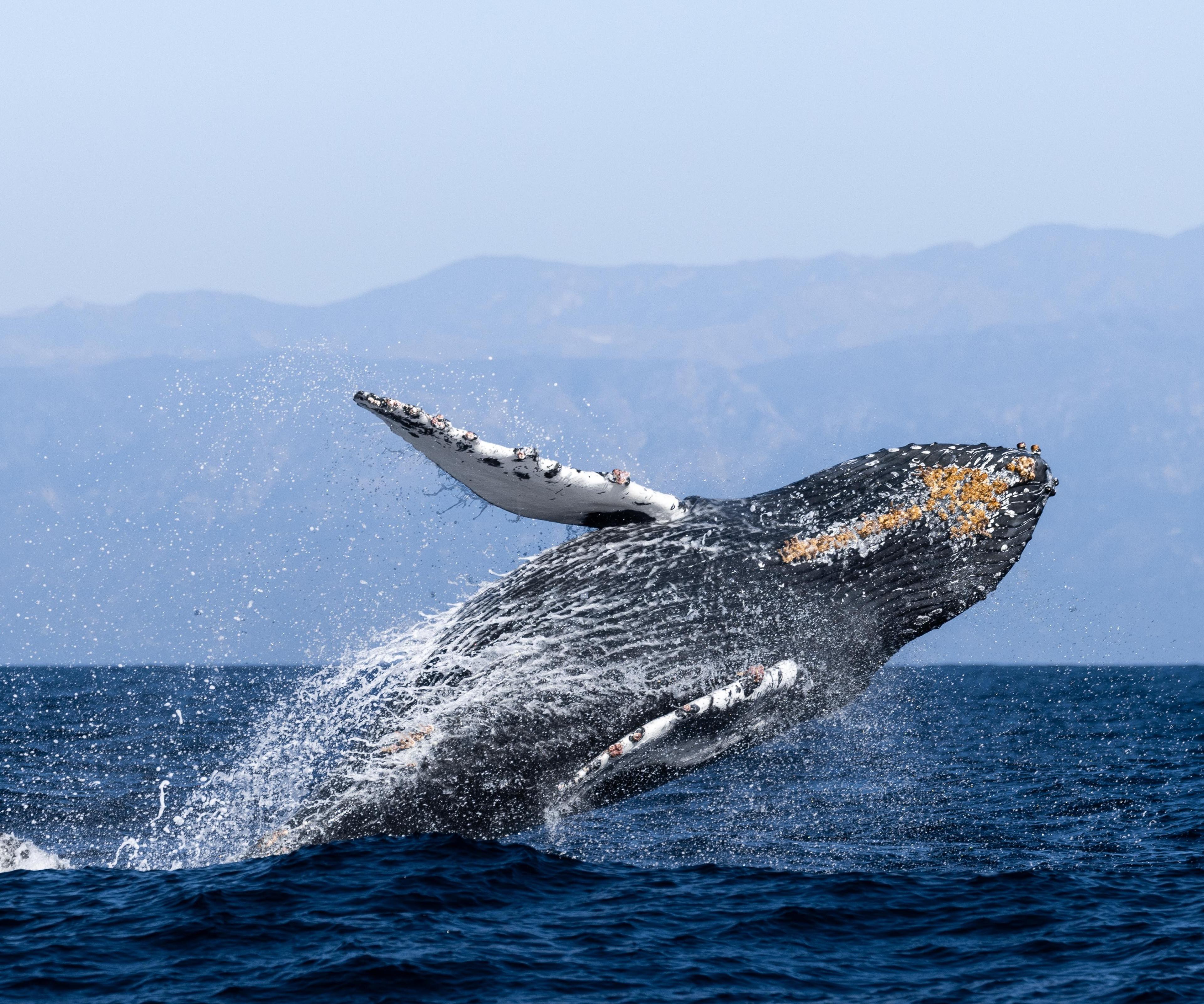 Condor Express Whale Watching