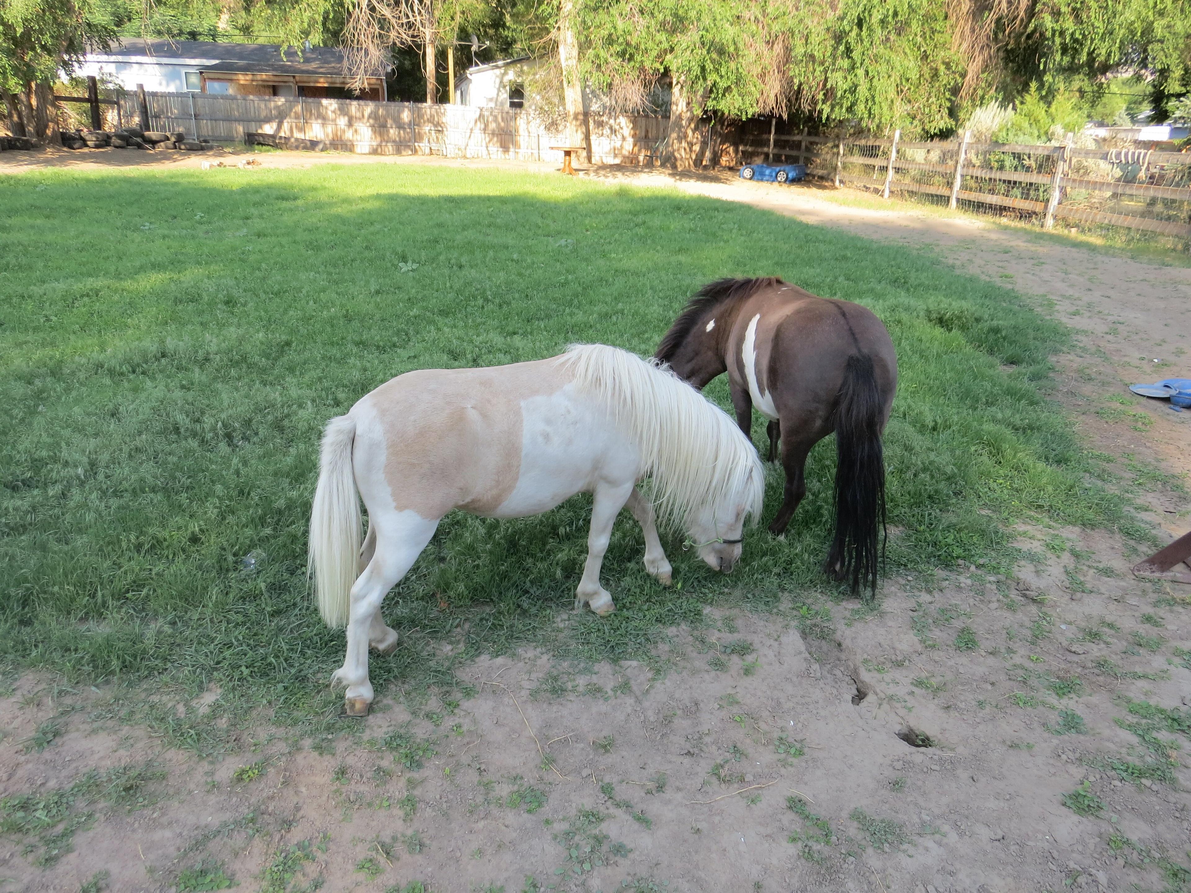 Snake River Doodle's Petting Zoo