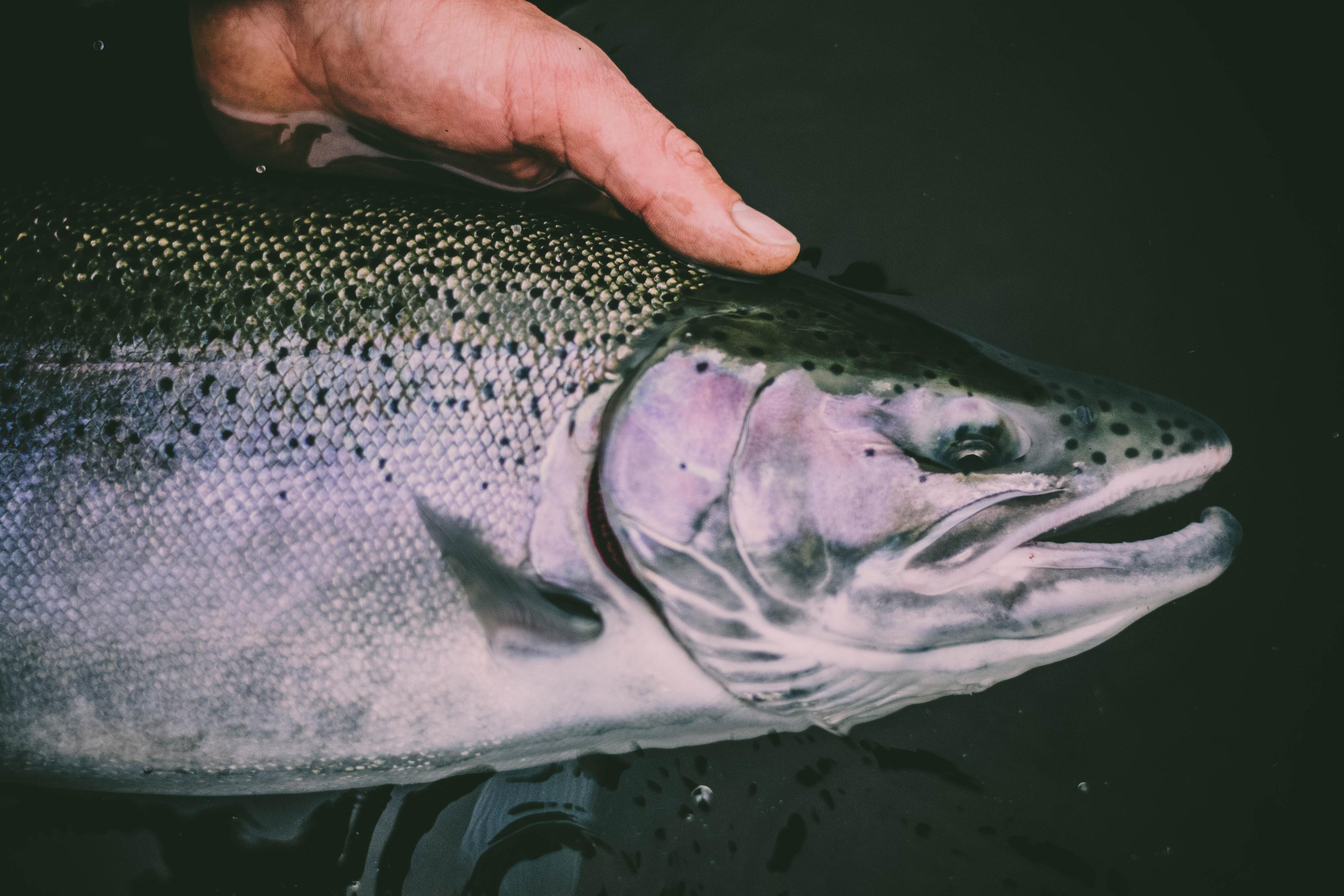 Douglaston Salmon Run