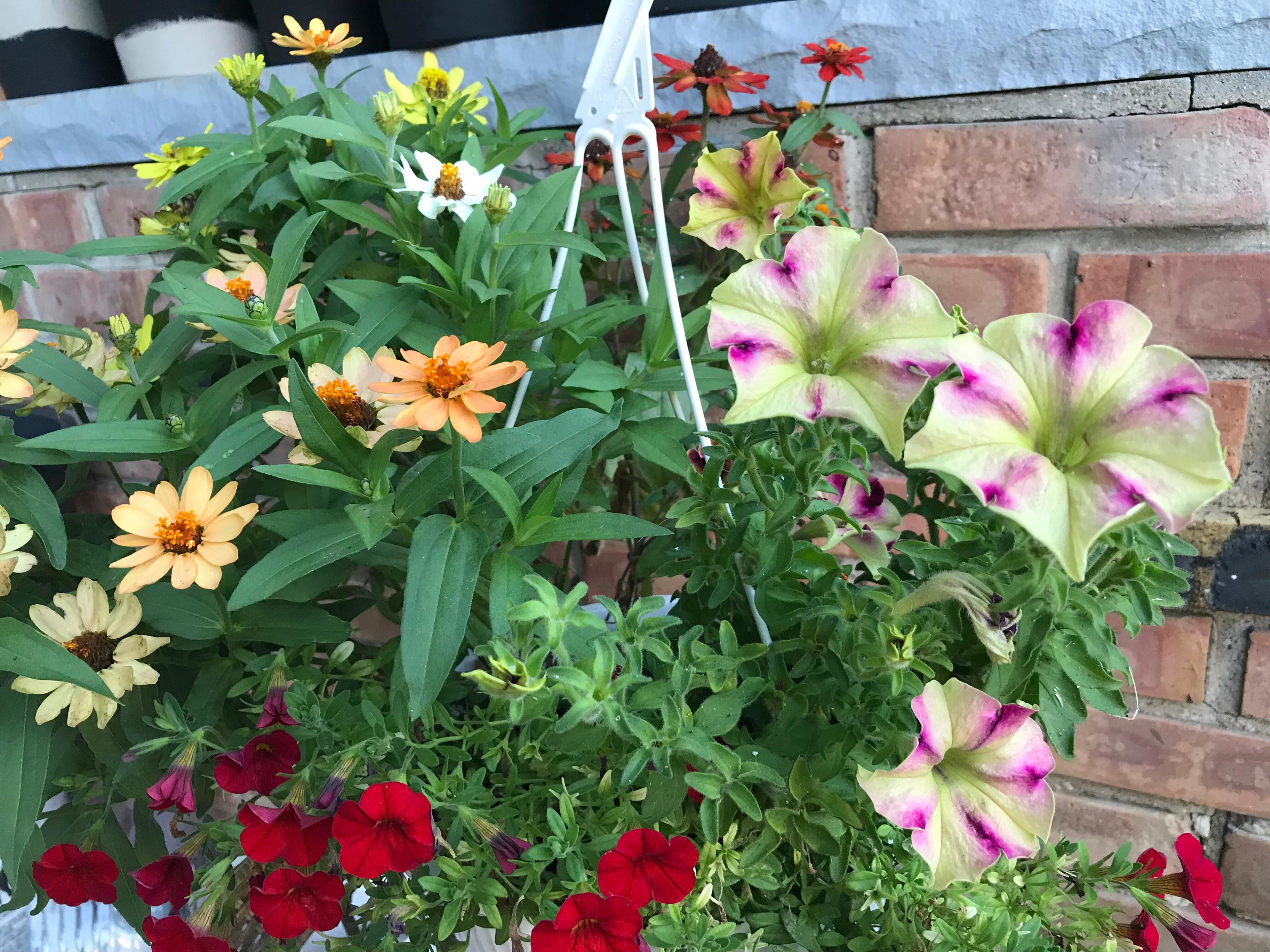 Countryside Greenhouse