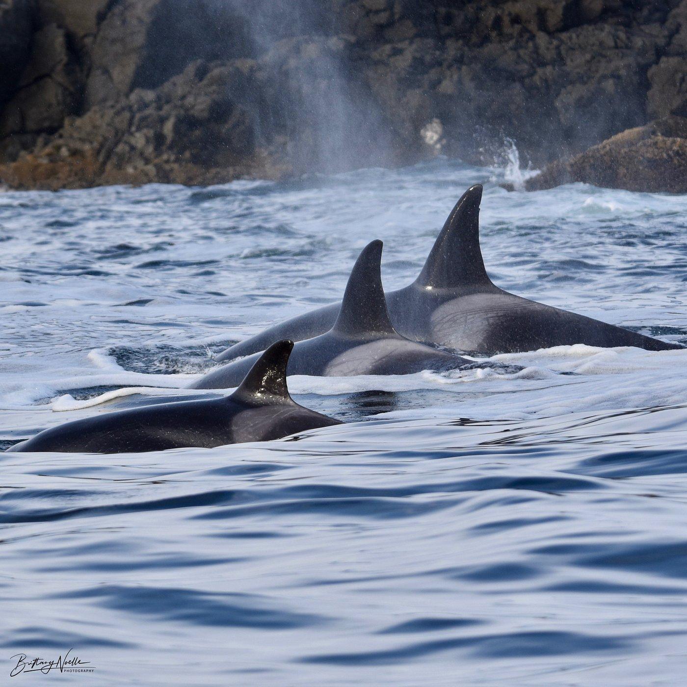 Adventure Tofino - Wildlife Tours