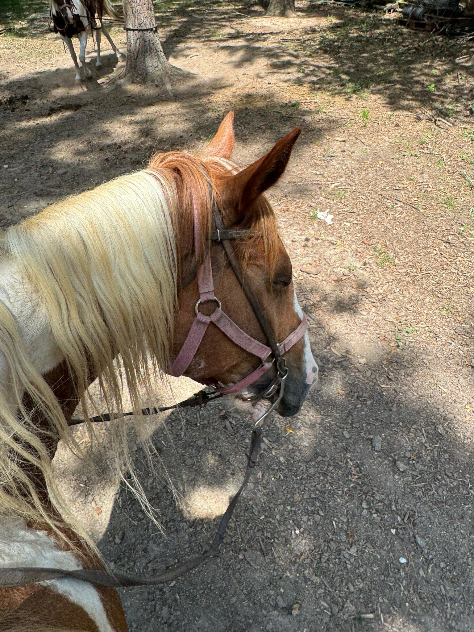 Beavers Bend Depot & Trail Rides