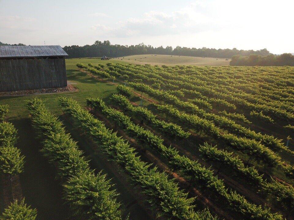 Tsali Notch Vineyard