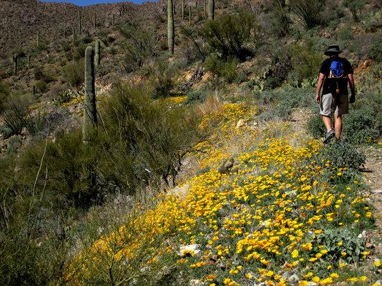 King Canyon Trail