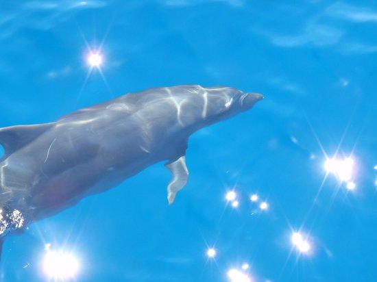 Dolphin&Snorkeling Cruise - AAO HAWAII