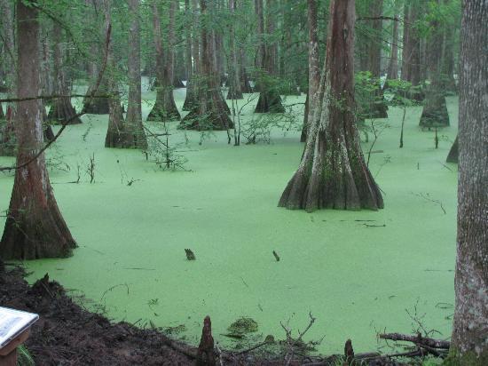 Louisiana State Arboretum