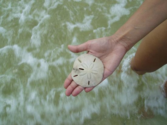 Sea Shell Tours