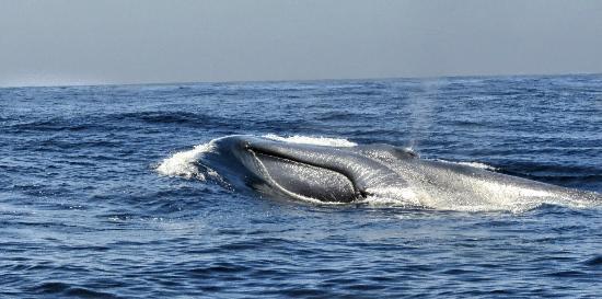 Offshore Blue Adventures