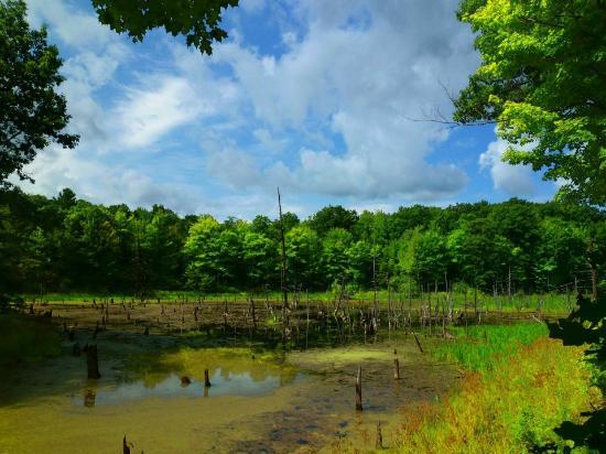 Ontario County Park at  Gannett Hill