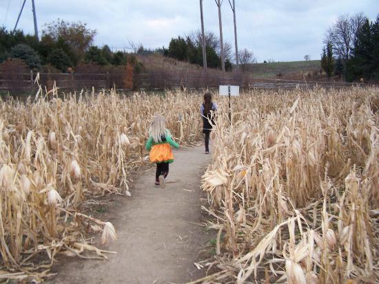 Vala's Pumpkin Patch