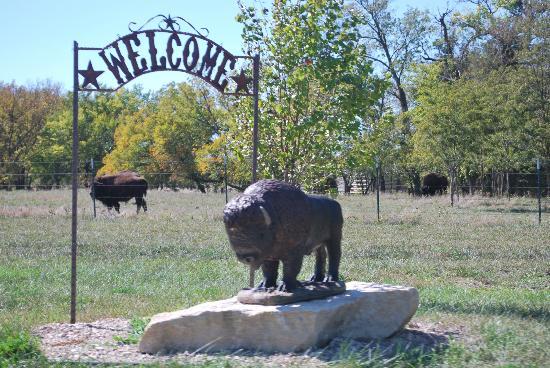 Plumlee Buffalo Ranch