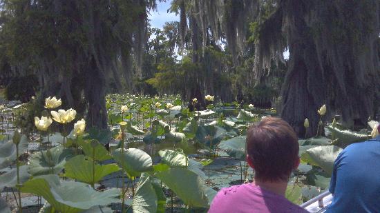 Champagne's Cajun Swamp Tours