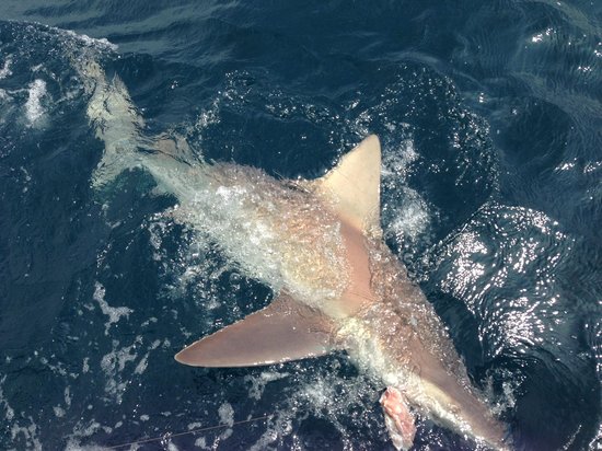 Offshore Adventures dba Mixed Bag Sportfishing