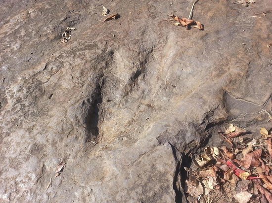 Dinosaur Footprints