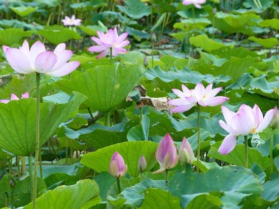 Kenilworth Park and Aquatic Gardens