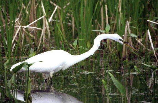 Great Egret Marsh Preserve