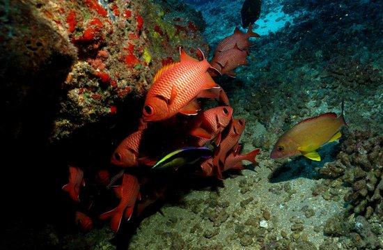 Explore Kauai Scuba