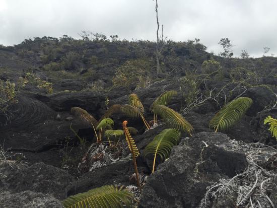 Puʻu ʻOʻo Trail