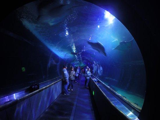 Aquarium of the Bay