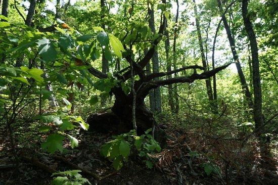 Paris Mountain State Park