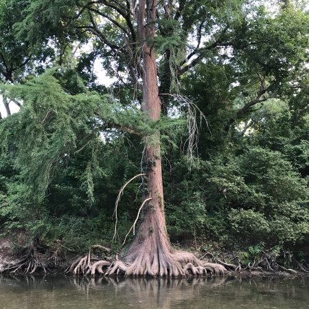 Onion Creek Greenbelt