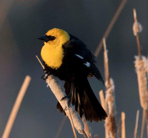 Arrowwood National Wildlife Refuge