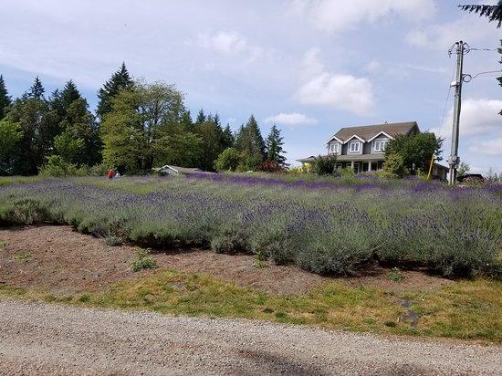 Damali Lavender & Winery